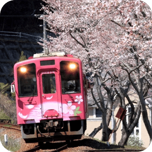机车拼图：机车与樱花