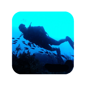 How to Scuba Dive