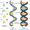 DNA RNA Quiz