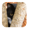 Trouvez Le Chat