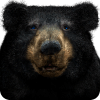 Good Bear