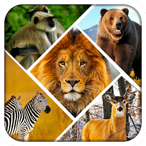 Wild Safari Quick Snapshot 3D