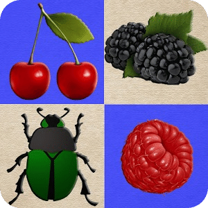 浆果和甲虫。采集浆果和不碰甲虫！