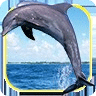 海洋海豚拼图