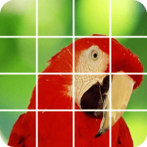 鳥拼圖