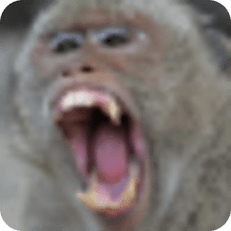 The Monkey App! (classic)