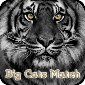 Big Cats Match