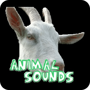 Awesome Animal sounds
