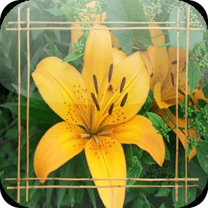 lily Jigsaw Puzzles