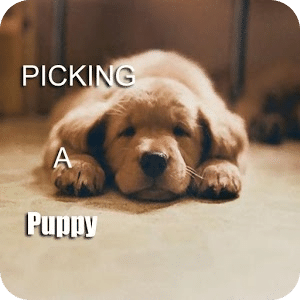 Picking A Puppy