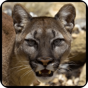 Angry Cougar