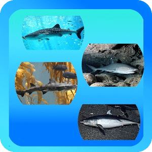 Sharks Picture Quiz