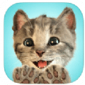 LittleKitten