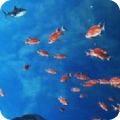 鋼鐵魚