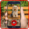 Puppy Dogs GO! Pocket Edition