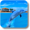 The Dolphin Aquarium Show