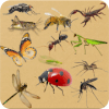 Insects - Learning Insects. Practice Test Sound
