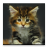 Baby Cat HD Live Wallpaper
