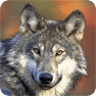 Wolf Gallery & HD Wallpapers