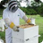 Beekeeping Tips