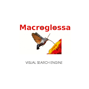 Macroglossa