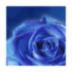 蓝玫瑰动态壁纸