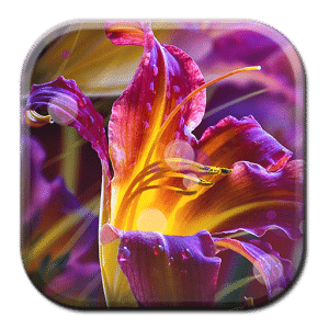 Xperia Z Ultra Flower LWP