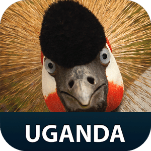 Uganda Guide