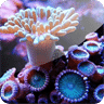 3D Coral IV