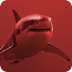 鲨鱼：野生动物