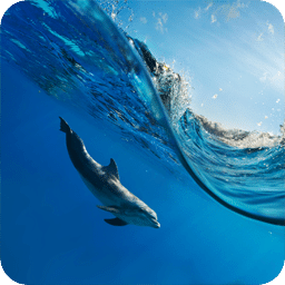 海豚游泳动态壁纸
