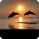 海豚和日落拼图