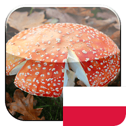 KinoPad波兰 - 图片搜索