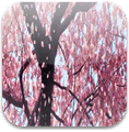 Cherry Blossom Live Wallpaper 2.0.3