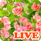 Rose LIVE WALL PAPER