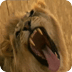 Big lion roars Live Wallpaper