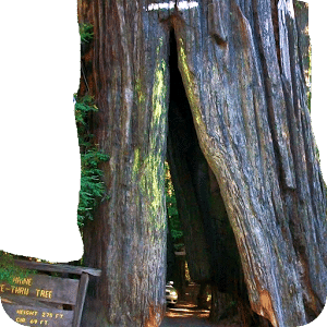Rons Heritage Redwood Park