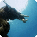 古老文化的消亡最后一头游泳大象