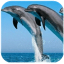 大海海豚唯美动态壁纸