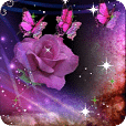 紫蝴蝶玫瑰即时沃尔玛