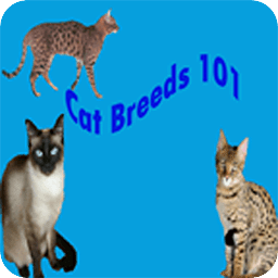 Cat Breeds 101
