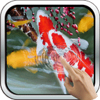 Galaxy Interactive Koi Fish