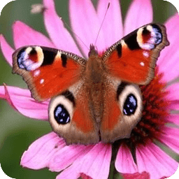 Butterfly Wallpapers HD