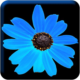 Battery Flower HD