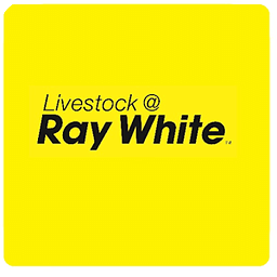 Ray White Livestock