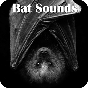 蝙蝠声音