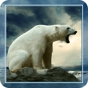 Winter Bears Songs HD LWP