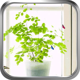 窗台一角-绿豆动态壁纸