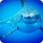 Shark Wallpaper