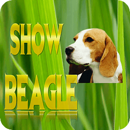 Show Beagle .com